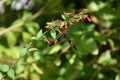 Pretty Black and Red Butterfly on a Flower Blossom Royalty Free Stock Photo