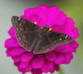 Black Skipper Butterfly on Magenta Zinnia