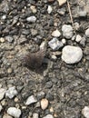 Black Skipper Butterfly Sipping Water in Gravel