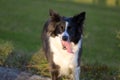 Pretty black and white Border Collie with tongue lolling out Royalty Free Stock Photo