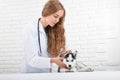 Veterinarian checking body temperature of husky puppy. Royalty Free Stock Photo