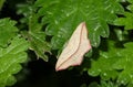 A pretty Blood-vein Moth Timandra comae perched on a stinging nettle leaf.