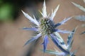 Pretty Blooming Blue Globe Thistle Flowering Royalty Free Stock Photo