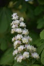 Pretty Blooming Horse Chesnut Flowering in the Springtime