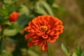 Pretty Blooming Orange Dahlia Flower Blossom in the Summer Royalty Free Stock Photo