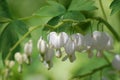 Pretty Blooming White Bleeding Heart Flowers Royalty Free Stock Photo