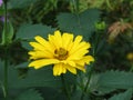 Pretty Blooming Yellow False Sunflower