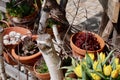 Pretty blooming yellow tulips and succulents in clay pots in garden of old farmhouse. Royalty Free Stock Photo