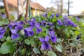 The pretty blossoms of violet brings colour in the springtime garden