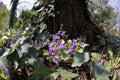 The pretty blossoms of violet brings colour in the springtime garden