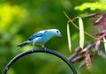 Pretty blue bird perched in a Caribbean garden in morning light.