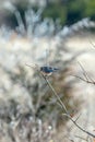 Pretty blue bird on a skinny branch in the winter, shallow focus shot
