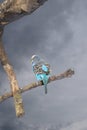 Pretty blue budgie sitting in a tree
