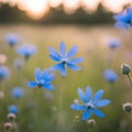 Blue Daisy Wildflowers In Summer Meadow