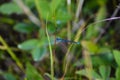 Pretty blue dragonfly hanging on a twig of grass Royalty Free Stock Photo