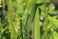 A pretty blue dragonfly on a leaf i Royalty Free Stock Photo