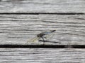 Pretty Blue Dragonfly sitting on a board.