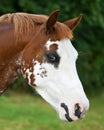 Pretty Blue Eye Pony Portrait