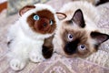 pretty blue-eyed teen cat with toy cat that looks like him Royalty Free Stock Photo