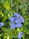 Pretty Forget-me-not's