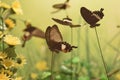 Butterfly lands in the butterfly gardens