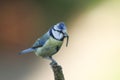 A pretty Blue Tit, Cyanistes caeruleus, perching on a branch of a tree. It has a Caterpillar in its beak, which it is going to fee Royalty Free Stock Photo