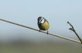 A pretty Blue Tit, Cyanistes caeruleus, perching on a wire line. Royalty Free Stock Photo