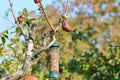 Bluetit at the bird feeder Royalty Free Stock Photo