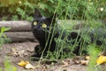 Pretty bombay black cat with insight look lies in nature