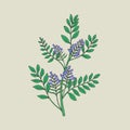 Pretty botanical drawing of blooming licorice plant with inflorescences and leaves. Beautiful flowers hand drawn in