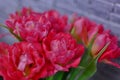 Pretty bouquet of the fresh pink tulips, close up spring flowers Royalty Free Stock Photo
