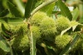 A branch of Chestnuts on a Sweet Chestnut Tree Castanea sativa in the UK. Royalty Free Stock Photo