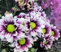Pretty Bright & Attractive White & Purple Gerbera daisy Bouquet