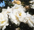 Pretty Bright & Attractive White Rose Flowers