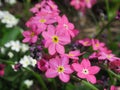 Pretty Bright Closeup Forget-Me-Not Pink Flowers Blooming In Spring 2020