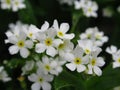 Pretty Bright Closeup Forget-Me-Not White Flowers Blooming In Mid Spring 2020