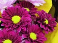 Pretty Bright Closeup MaroonDaisy Flowers Bouquet Royalty Free Stock Photo