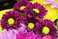 Pretty Bright Closeup MaroonDaisy Flowers Bouquet Royalty Free Stock Photo