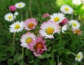 Pretty Bright Closeup Pink And White Common Daisy Flowers Blooming In Mid Spring 2020 Royalty Free Stock Photo