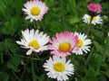 Pretty Bright Closeup Pink And White Common Daisy Flowers Blooming In Mid Spring 2020 Royalty Free Stock Photo