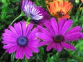 Pretty Bright Closeup Purple African Daisy Flowers Blooming In Spring 2020 Royalty Free Stock Photo