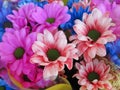 Pretty Bright Closeup Purple, Blue And Pink Daisy Flowers Bouquet Royalty Free Stock Photo