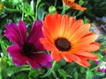 Pretty Bright Closeup Purple And Orange African DaisyFlowers Blooming In Mid Spring 2020 Royalty Free Stock Photo