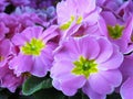 Pretty Bright Closeup purple Primrose Flowers blooming In February