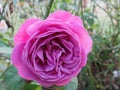 Pretty Bright Closeup Purple Rose Flowers Blooming In October 2020 Royalty Free Stock Photo