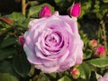 Pretty Bright Closeup Purple Rose Flowers Blooming In October 2020 Royalty Free Stock Photo