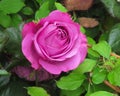 Pretty Bright Closeup Purple Rose Flowers Blooming In Summer Royalty Free Stock Photo