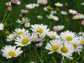 Pretty Bright Closeup White Common Daisy Flowers Blooming In Spring 2020 Royalty Free Stock Photo