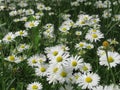 Pretty Bright Closeup White Common Daisy Flowers Blooming In Spring 2020 Royalty Free Stock Photo