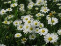 Pretty Bright Closeup White Common Daisy Flowers Blooming In Spring 2020 Royalty Free Stock Photo